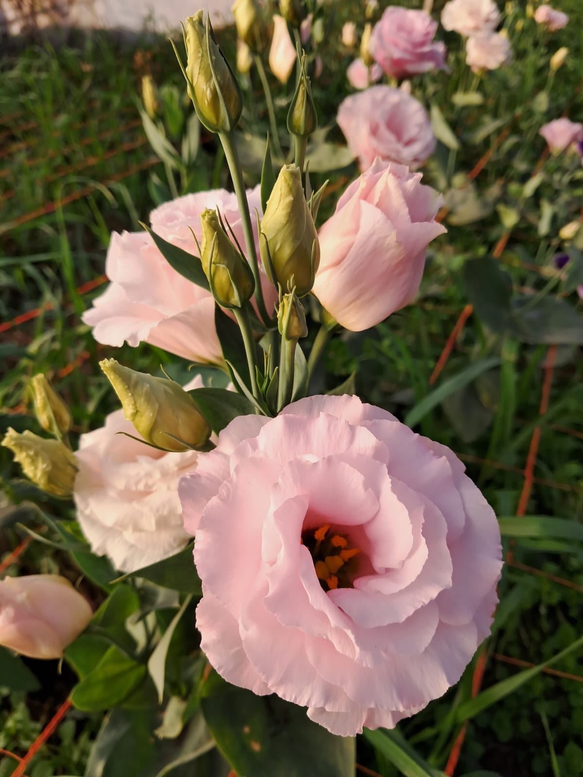 Flor en producción 6